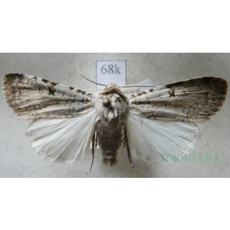 Chersotis margaritacea (de Villers, 1789) Austria68k